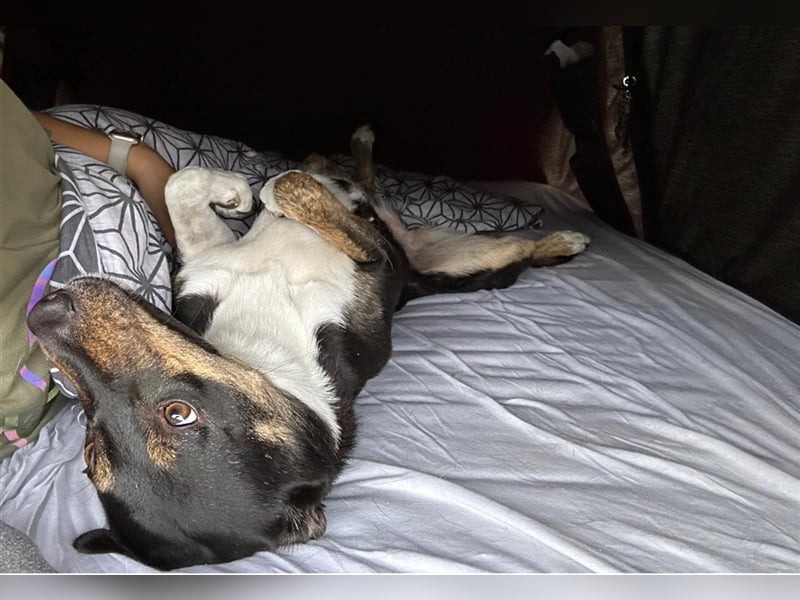 NOTFALL Molly- besondere Hundedame sucht ein neues Zuhause