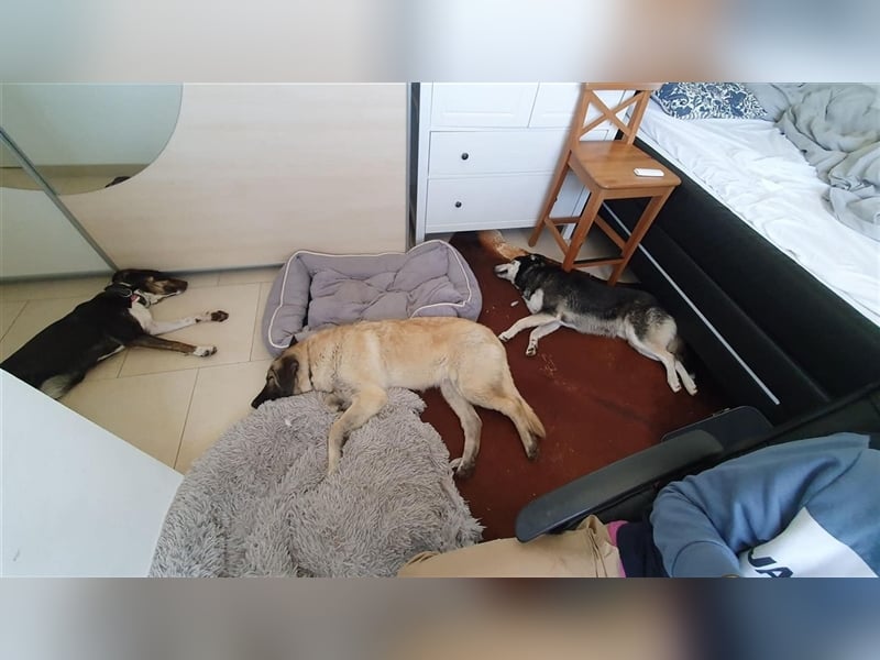 NOTFALL Molly- besondere Hundedame sucht ein neues Zuhause