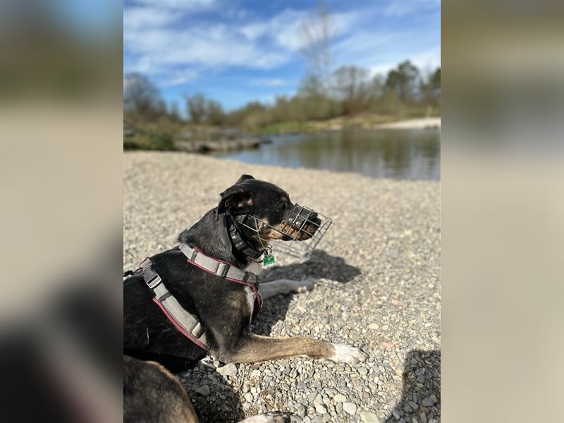 NOTFALL Molly- besondere Hundedame sucht ein neues Zuhause
