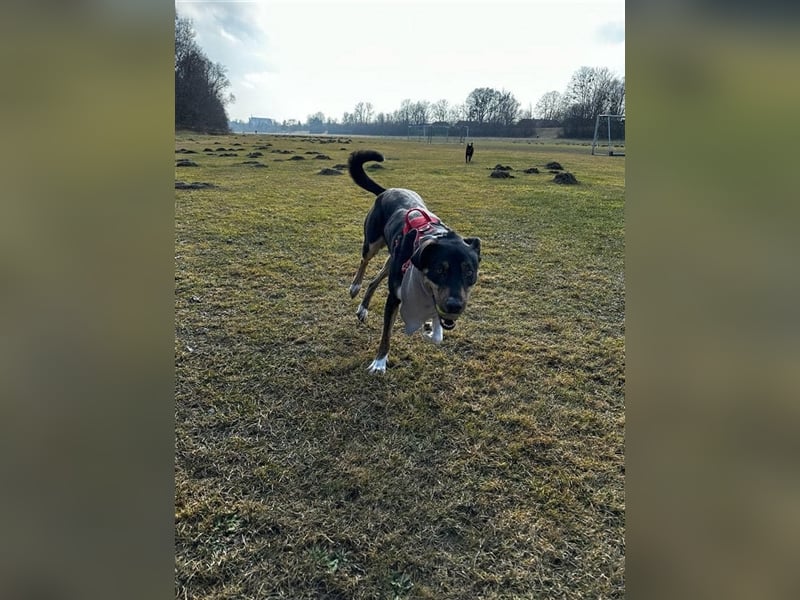 NOTFALL Molly- besondere Hundedame sucht ein neues Zuhause