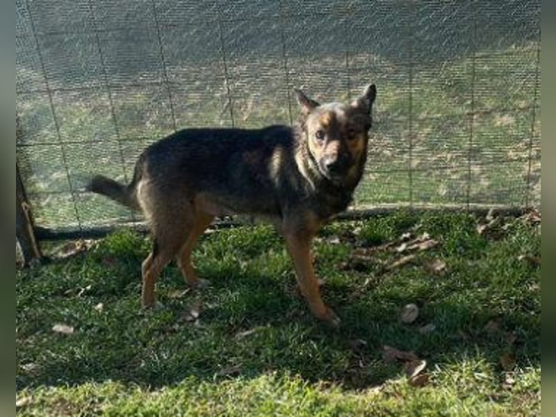 Hundemutter Zoey sucht liebevolle Hände