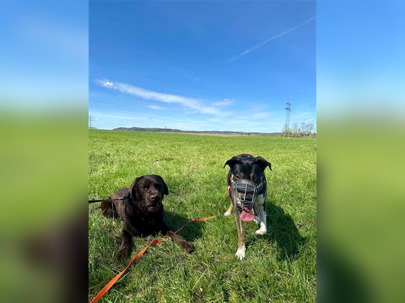 NOTFALL Molly- besondere Hundedame sucht ein neues Zuhause