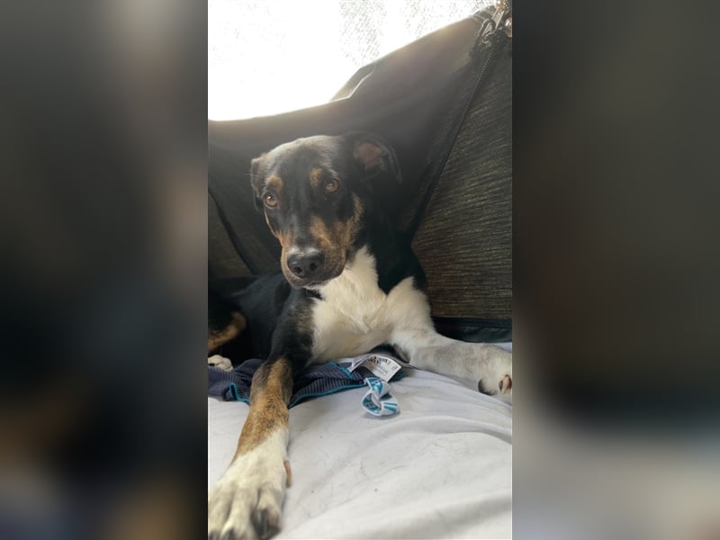 NOTFALL Molly- besondere Hundedame sucht ein neues Zuhause