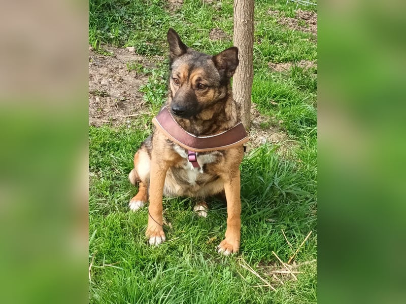 Hundemutter Zoey sucht liebevolle Hände