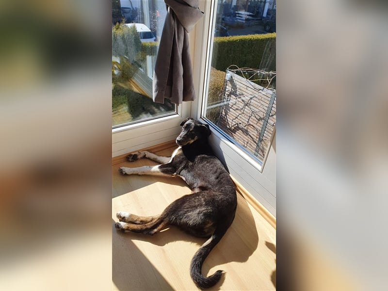 NOTFALL Molly- besondere Hundedame sucht ein neues Zuhause
