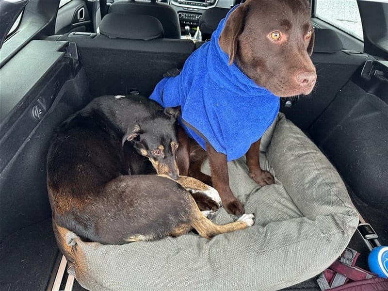 NOTFALL Molly- besondere Hundedame sucht ein neues Zuhause