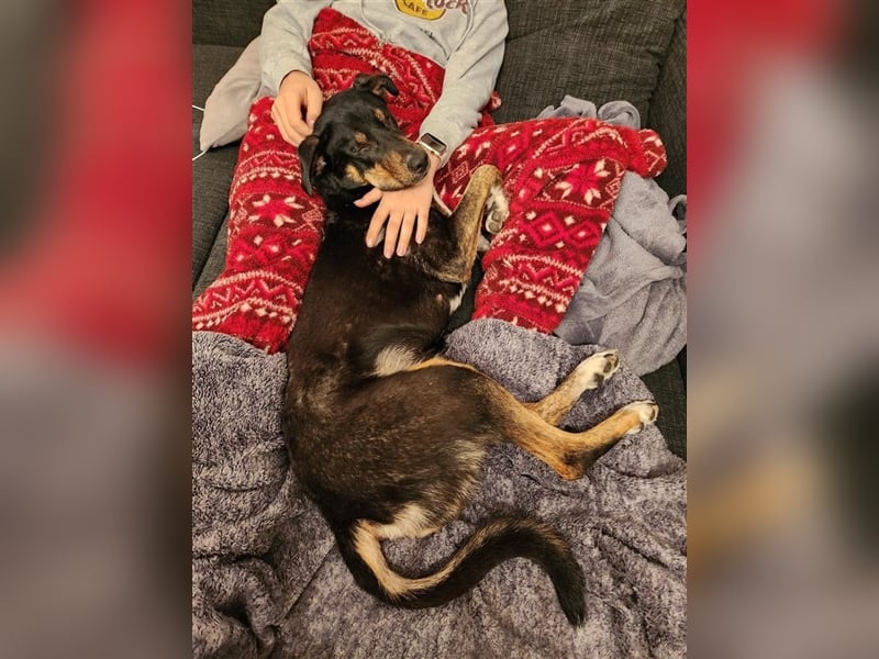 NOTFALL Molly- besondere Hundedame sucht ein neues Zuhause