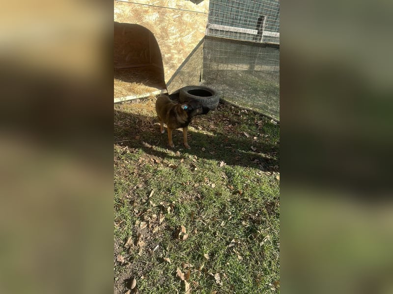 Hundemutter Zoey sucht liebevolle Hände
