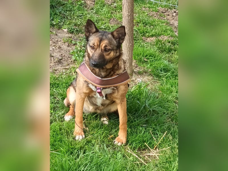 Hundemutter Zoey sucht liebevolle Hände