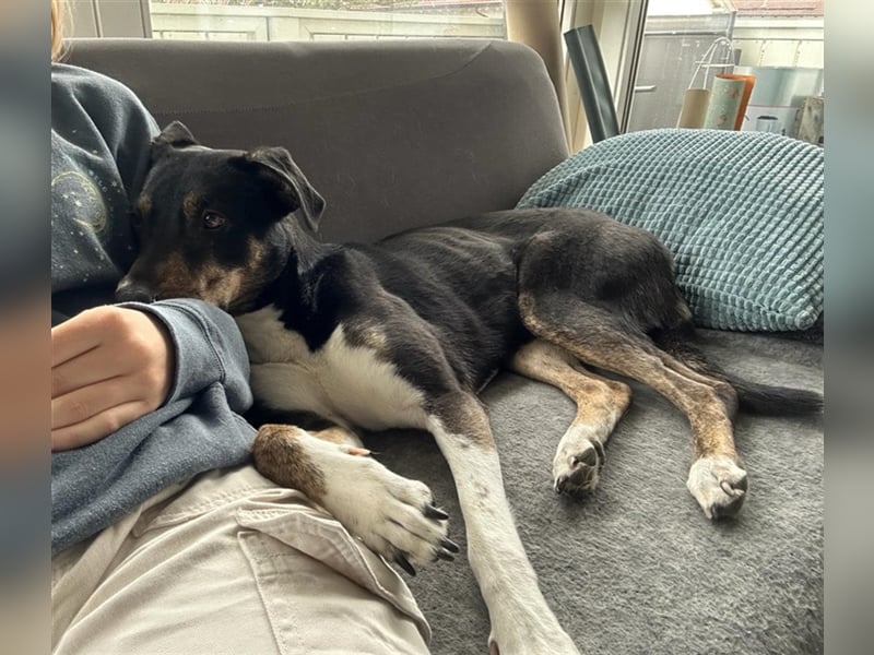 NOTFALL Molly- besondere Hundedame sucht ein neues Zuhause
