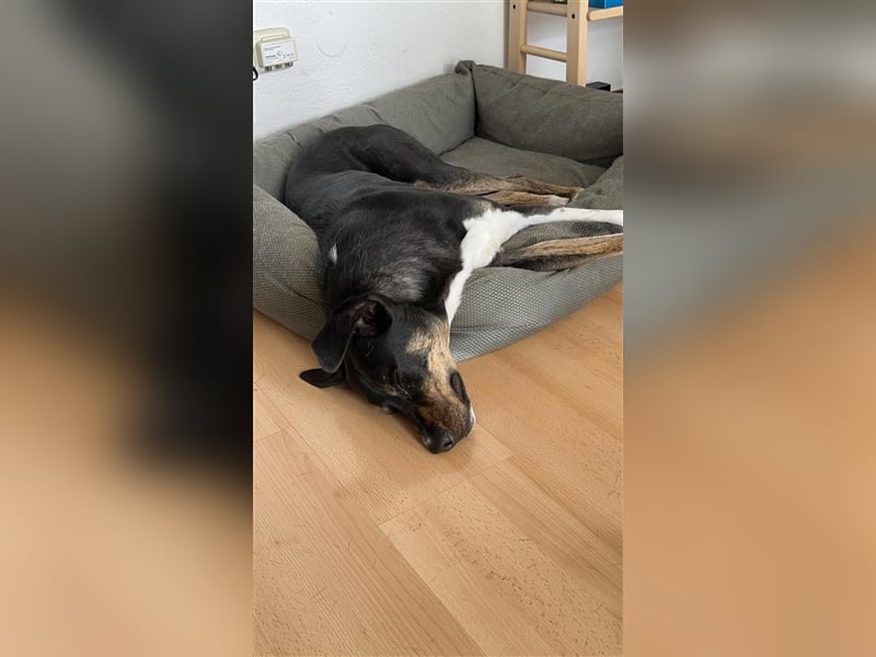 NOTFALL Molly- besondere Hundedame sucht ein neues Zuhause