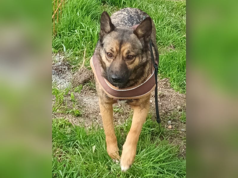 Hundemutter Zoey sucht liebevolle Hände