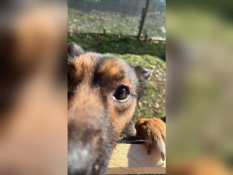 Hundemutter Zoey sucht liebevolle Hände
