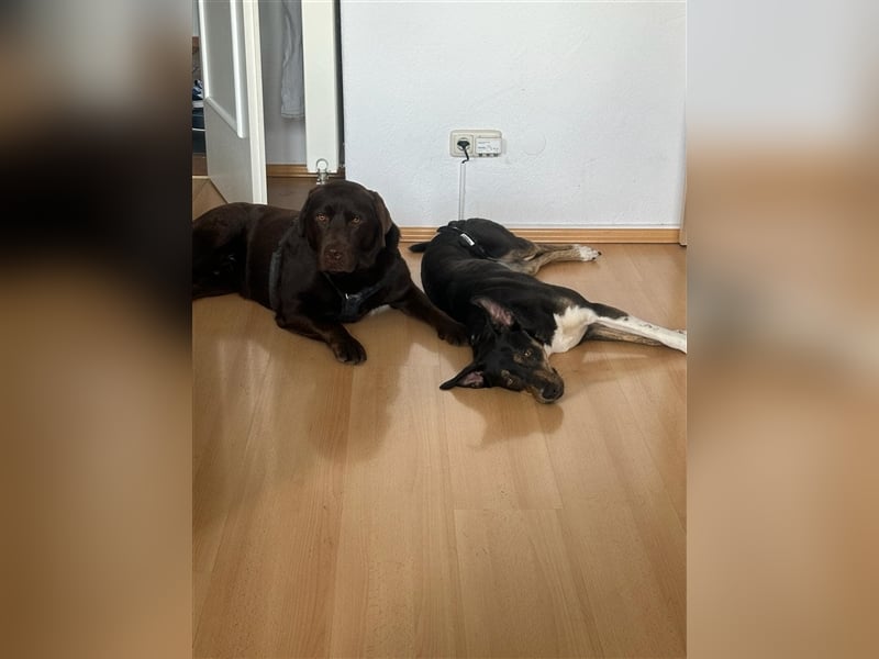 NOTFALL Molly- besondere Hundedame sucht ein neues Zuhause