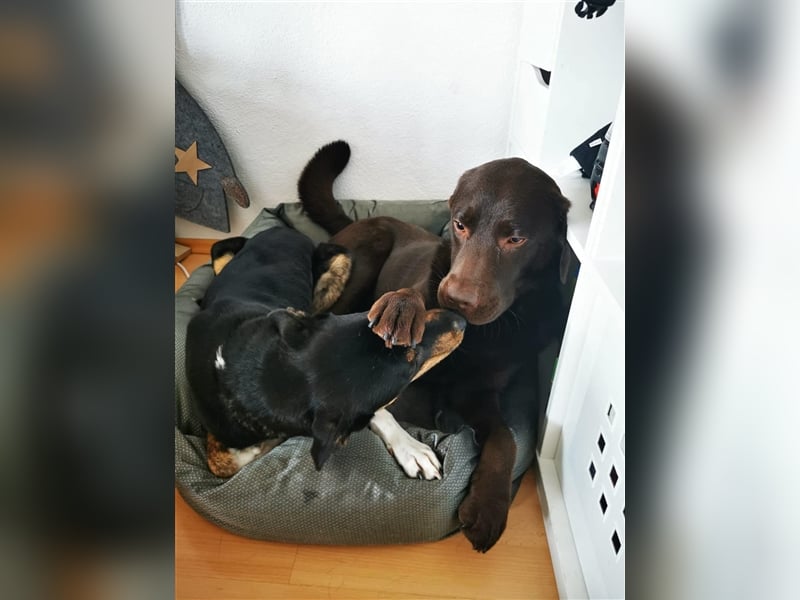 NOTFALL Molly- besondere Hundedame sucht ein neues Zuhause