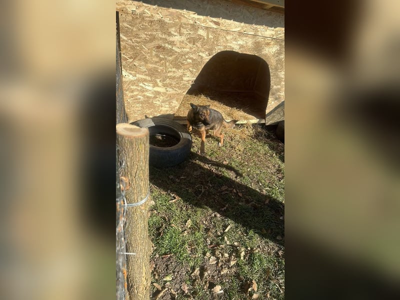 Hundemutter Zoey sucht liebevolle Hände
