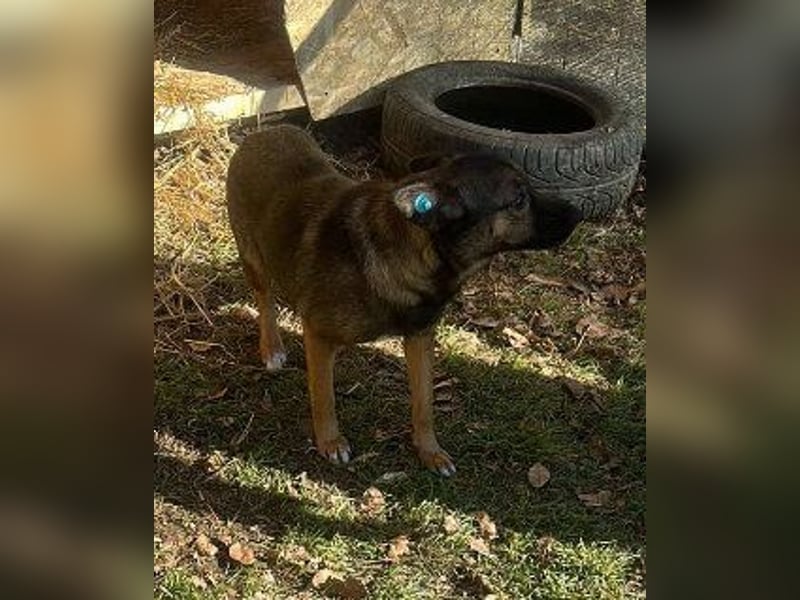 Hundemutter Zoey sucht liebevolle Hände
