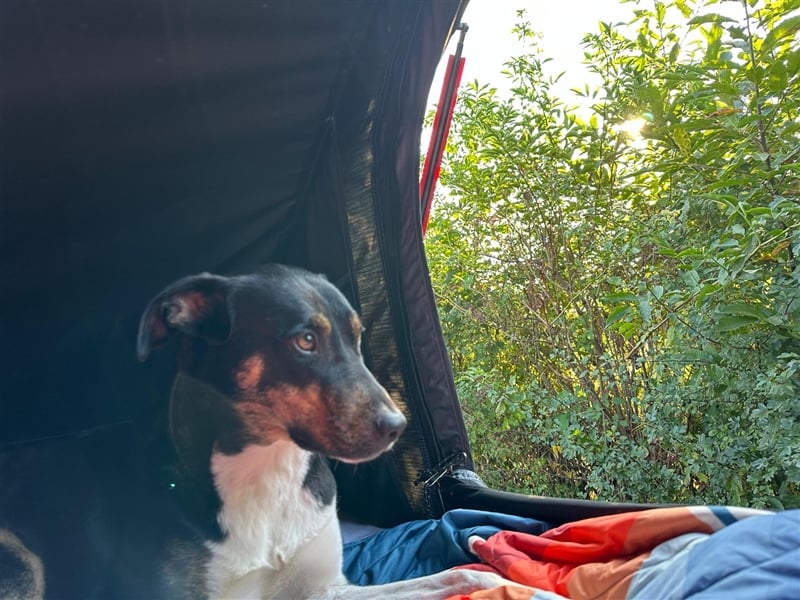 NOTFALL Molly- besondere Hundedame sucht ein neues Zuhause