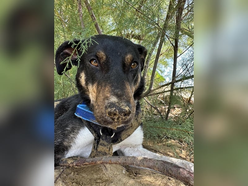 NOTFALL Molly- besondere Hundedame sucht ein neues Zuhause