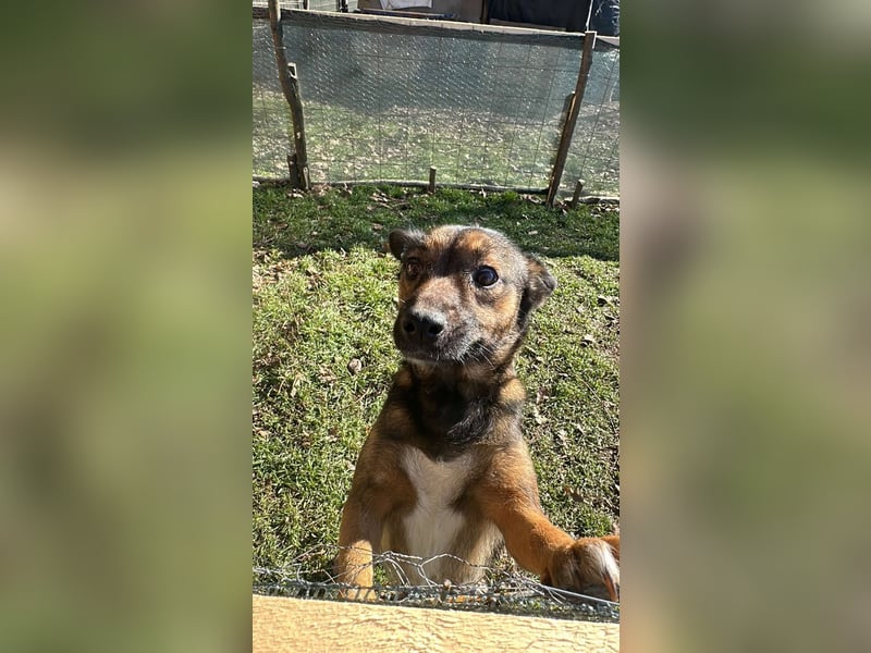 Hundemutter Zoey sucht liebevolle Hände