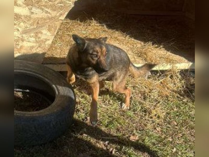 Hundemutter Zoey sucht liebevolle Hände