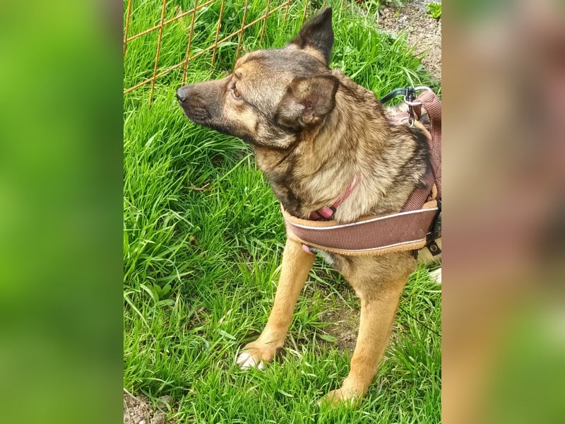 Hundemutter Zoey sucht liebevolle Hände
