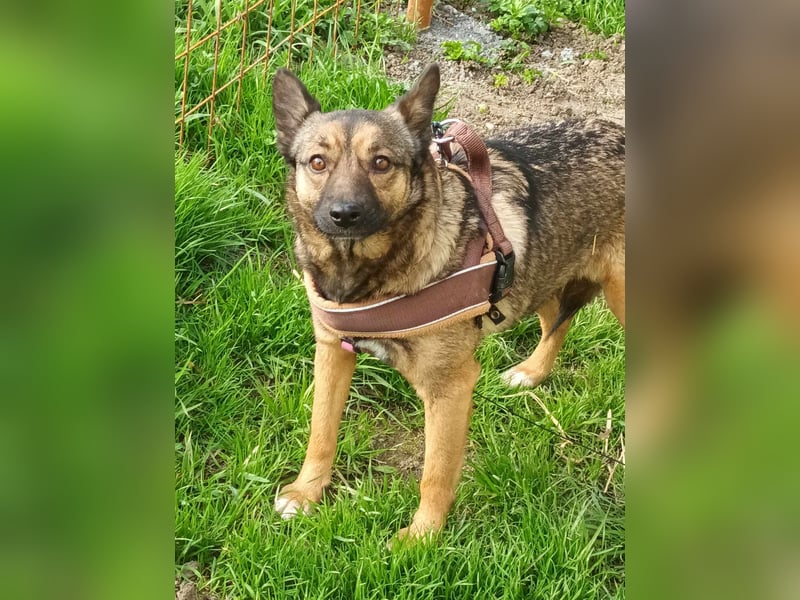 Hundemutter Zoey sucht liebevolle Hände