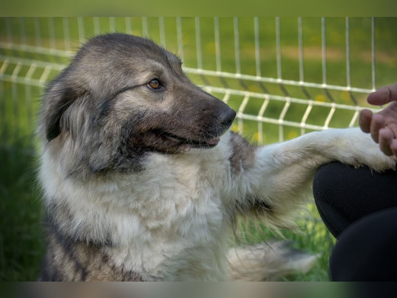 Seelen- und Herzenshund Sora