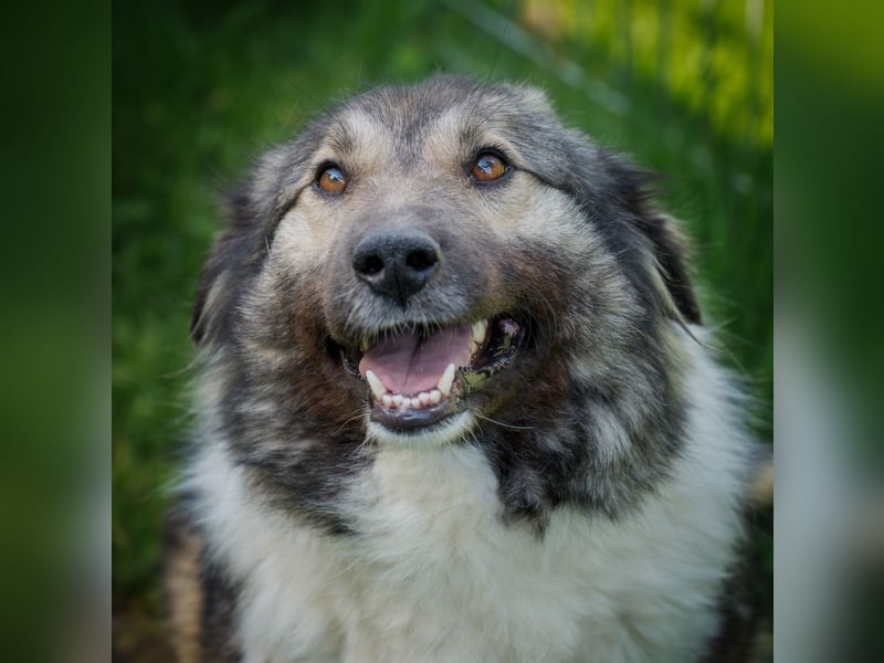 Seelen- und Herzenshund Sora