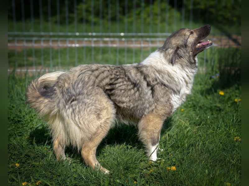 Seelen- und Herzenshund Sora