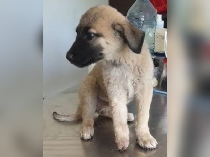 Tapfere Handicap-LULU❤️ HSH-Mix-Mädel sucht dringend ein liebevolles Zuhause!