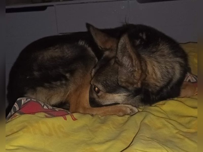 Fibi ❤️ Fellnase mit Charakter!