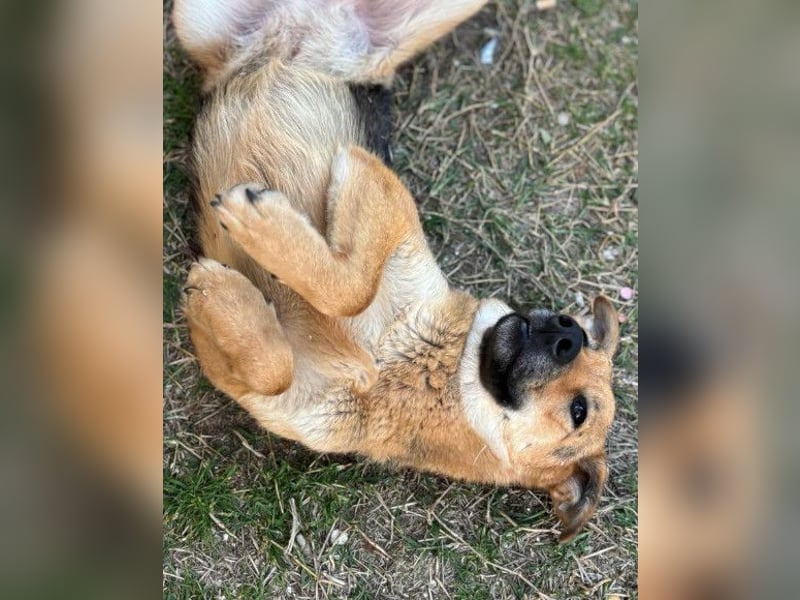Bella ❤️ große Samtpfote sucht dich!