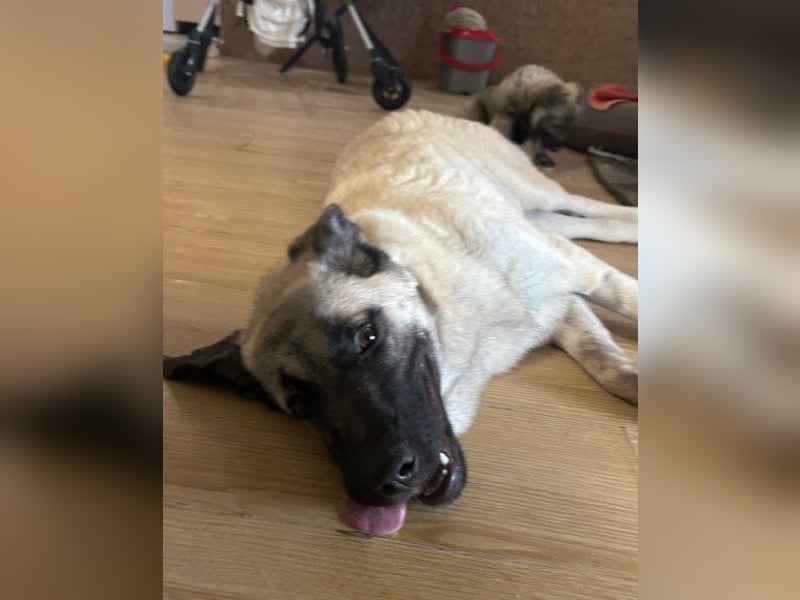 Tapfere Handicap-LULU❤️ HSH-Mix-Mädel sucht dringend ein liebevolles Zuhause!