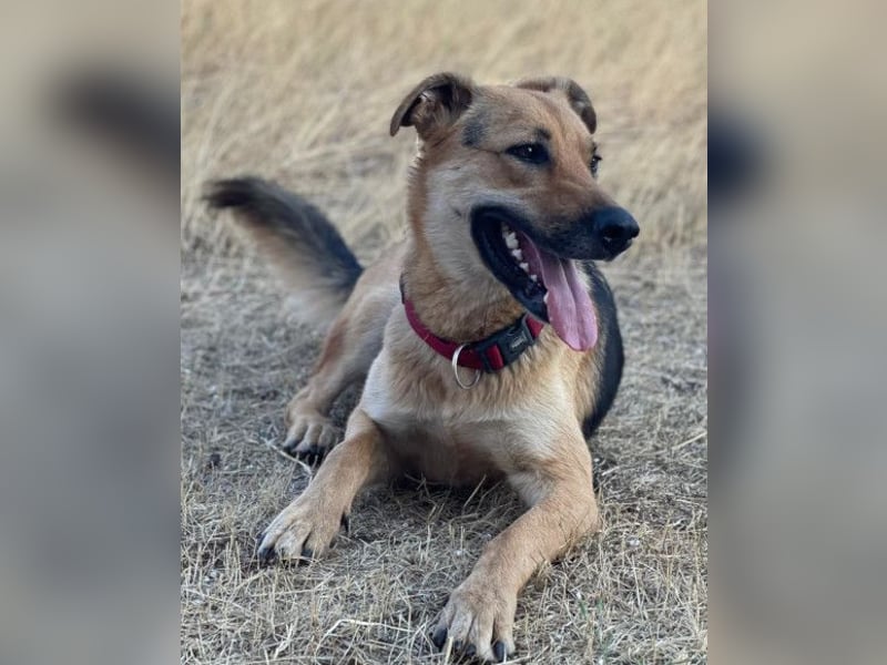 Bella ❤️ große Samtpfote sucht dich!