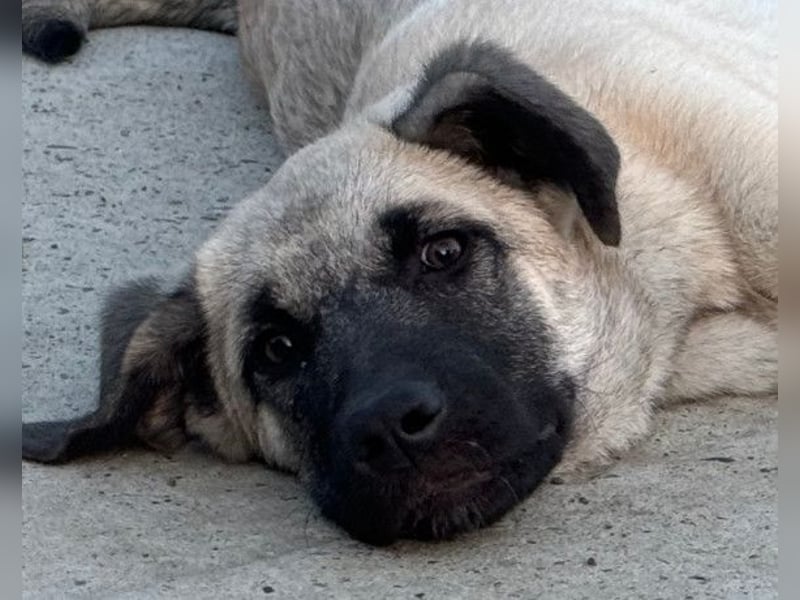 Tapfere Handicap-LULU❤️ HSH-Mix-Mädel sucht dringend ein liebevolles Zuhause!
