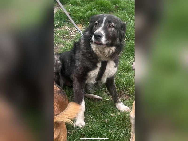 Anima sucht ein Körbchen