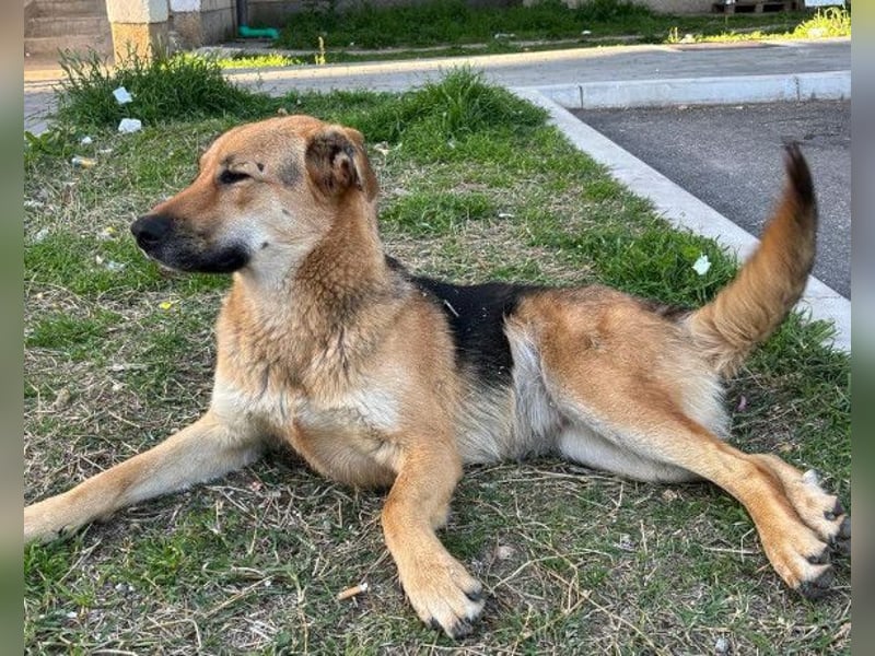 Bella ❤️ große Samtpfote sucht dich!