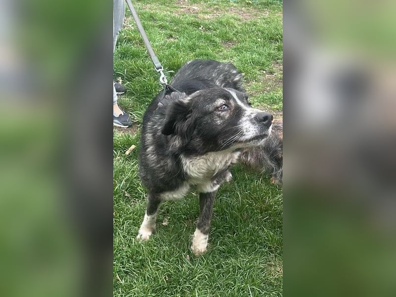 Anima sucht ein Körbchen