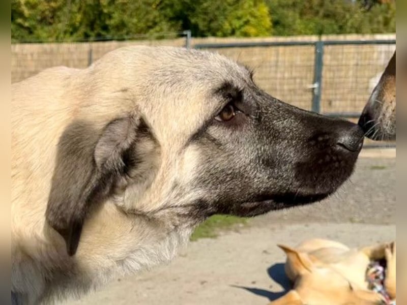 Tapfere Handicap-LULU❤️ HSH-Mix-Mädel sucht dringend ein liebevolles Zuhause!