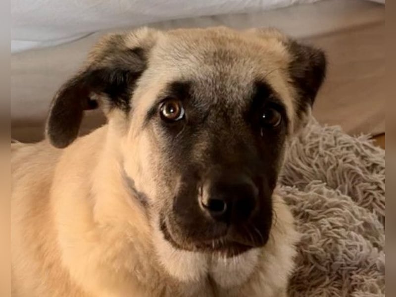 Tapfere Handicap-LULU❤️ HSH-Mix-Mädel sucht dringend ein liebevolles Zuhause!