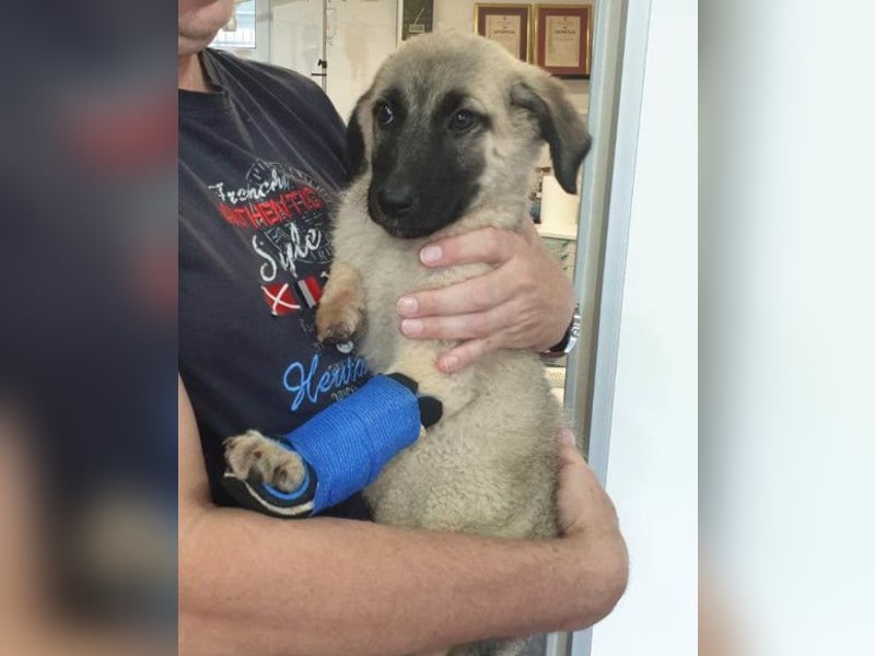Tapfere Handicap-LULU❤️ HSH-Mix-Mädel sucht dringend ein liebevolles Zuhause!