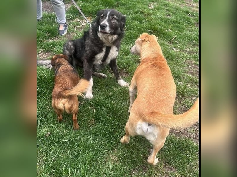 Anima sucht ein Körbchen