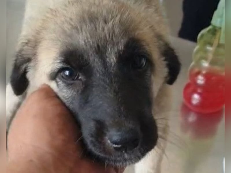 Tapfere Handicap-LULU❤️ HSH-Mix-Mädel sucht dringend ein liebevolles Zuhause!