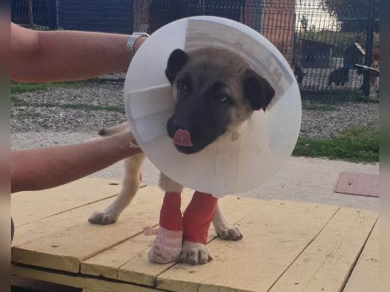 Tapfere Handicap-LULU❤️ HSH-Mix-Mädel sucht dringend ein liebevolles Zuhause!