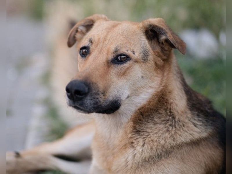Bella ❤️ große Samtpfote sucht dich!