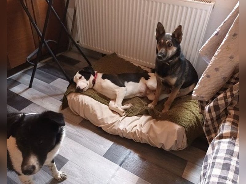 Fibi ❤️ sanfte Fellnase mit Charakter!