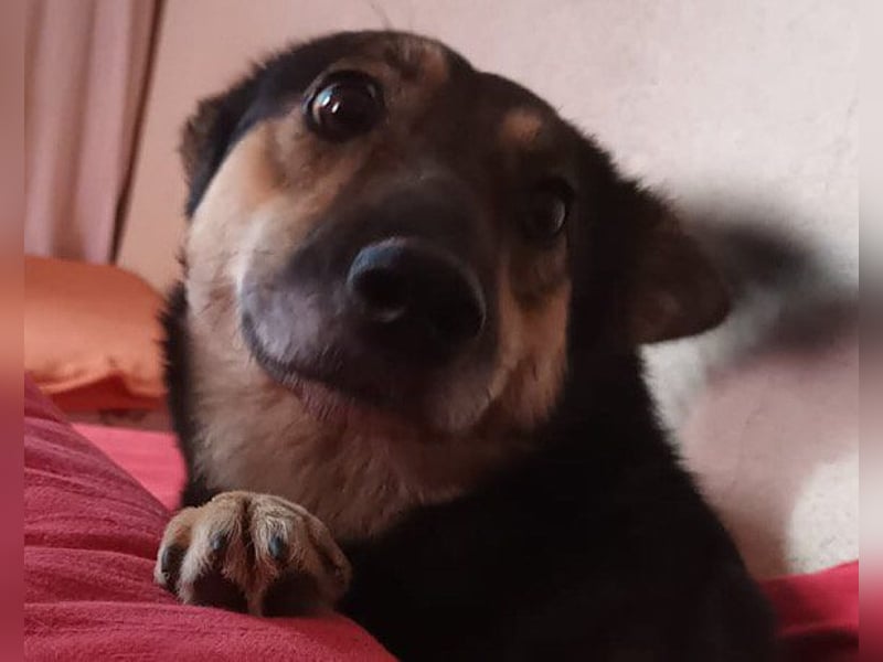 Fibi ❤️ Fellnase mit Charakter!