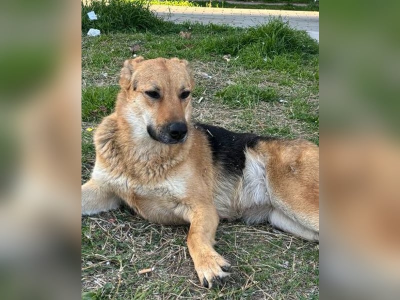 Bella ❤️ große Samtpfote sucht dich!