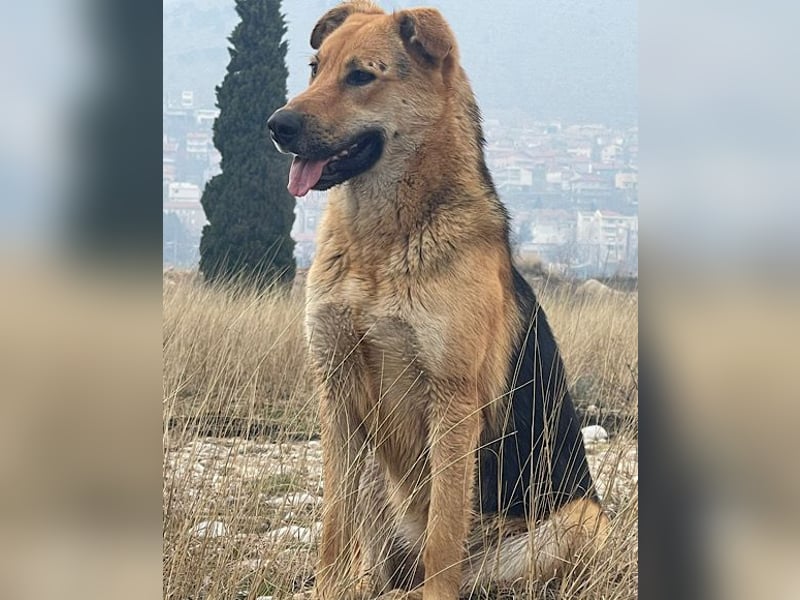Bella ❤️ große Samtpfote sucht dich!